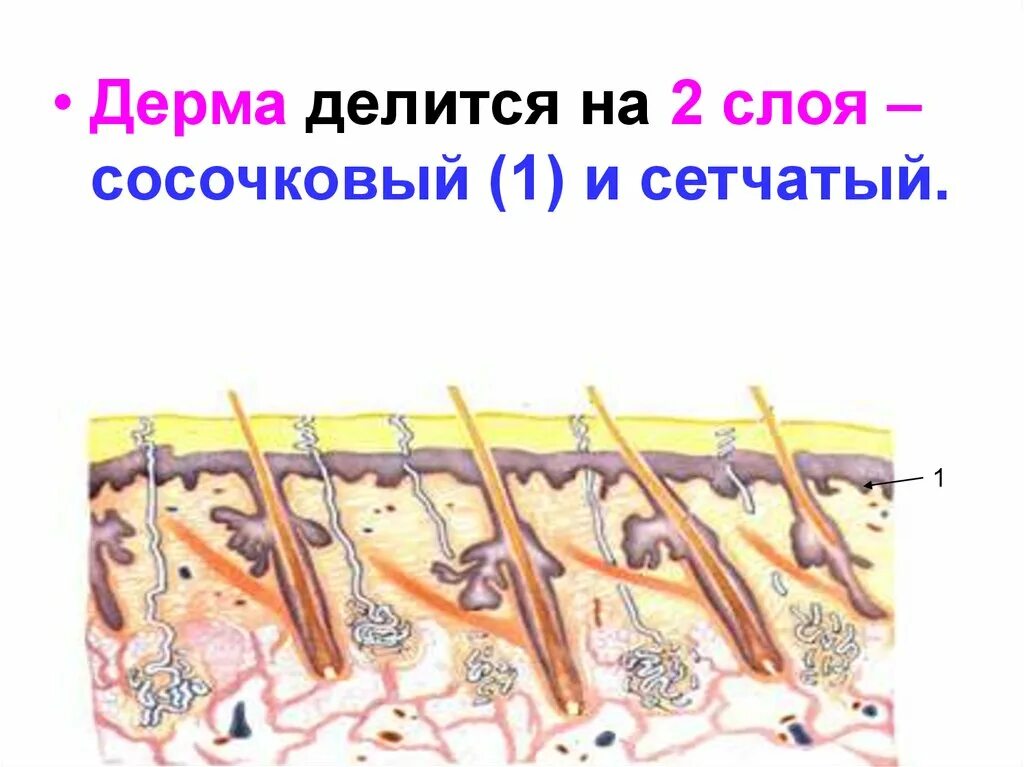 Дерма делится на. Дерма делится на 2 слоя. Сосочковый и сетчатый слой дермы. Дерма делится на сосочковый слой и.