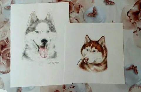 Коржик хаски