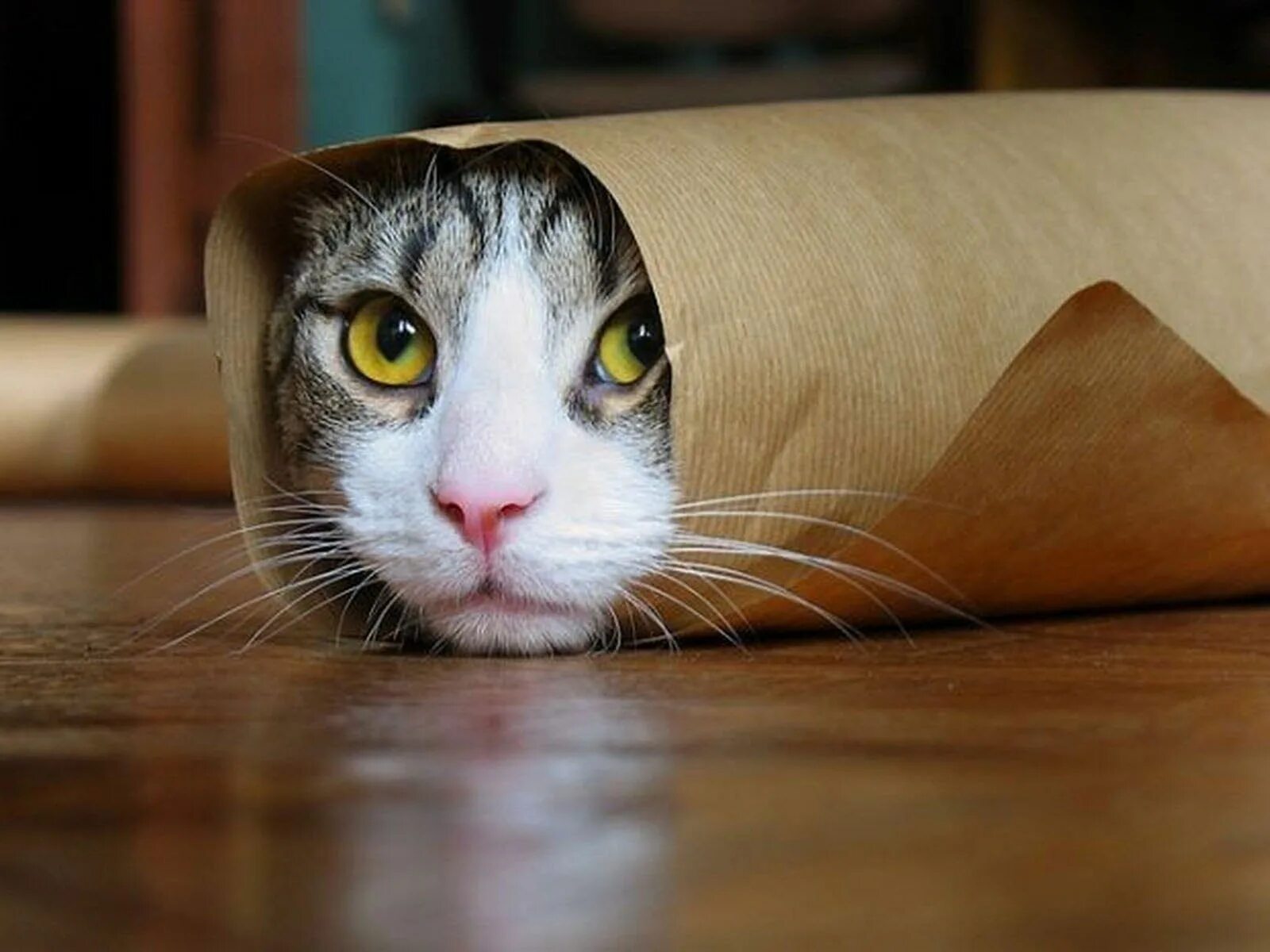 Что нибудь про котиков