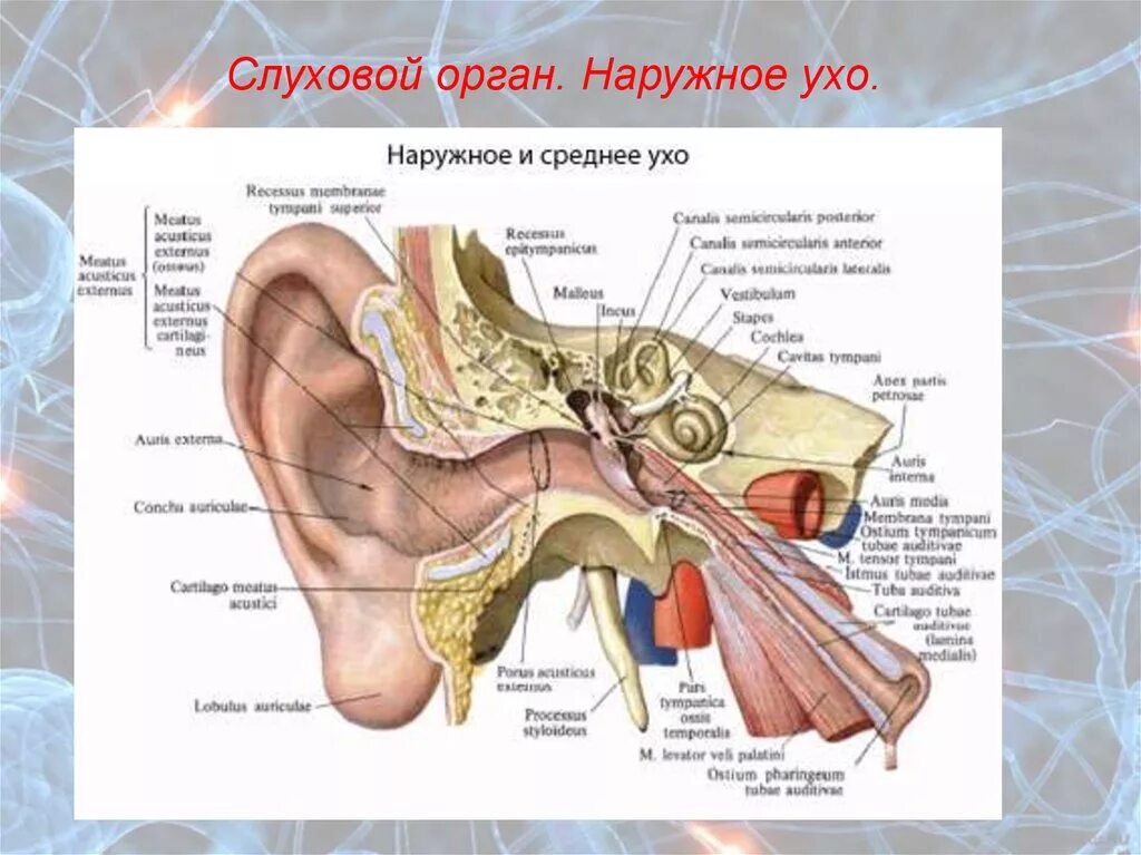 Слуховая труба вестибулярный аппарат. Орган слуха анатомия наружный слуховой проход. Строение наружного среднего и внутреннего уха анатомия. Строение внутреннего уха орган слуха. Барабанная полость и слуховая труба.