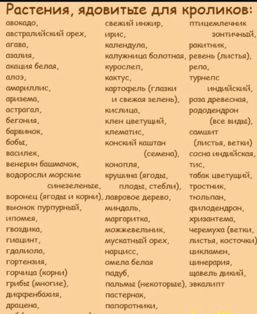 Можна давать. Какую траву можно кроликам. Какие растения можно декоративным кроликам. Какую траву можно давать кроликам. Какую траву нельзя давать кроликам.