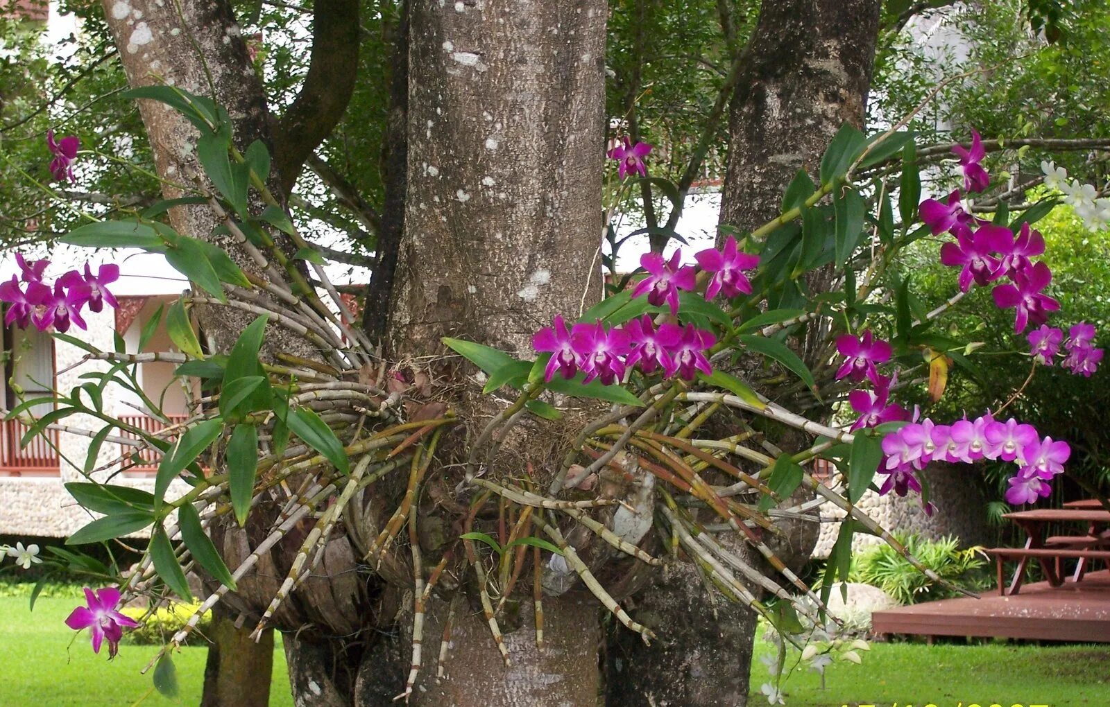 Эпифит и дерево тип. Орхидея эпифит. Орхидея фаленопсис в дикой природе. Эпифиты Дендробиум. Фаленопсис эпифит.