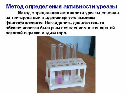 Уреазная активность бактерий