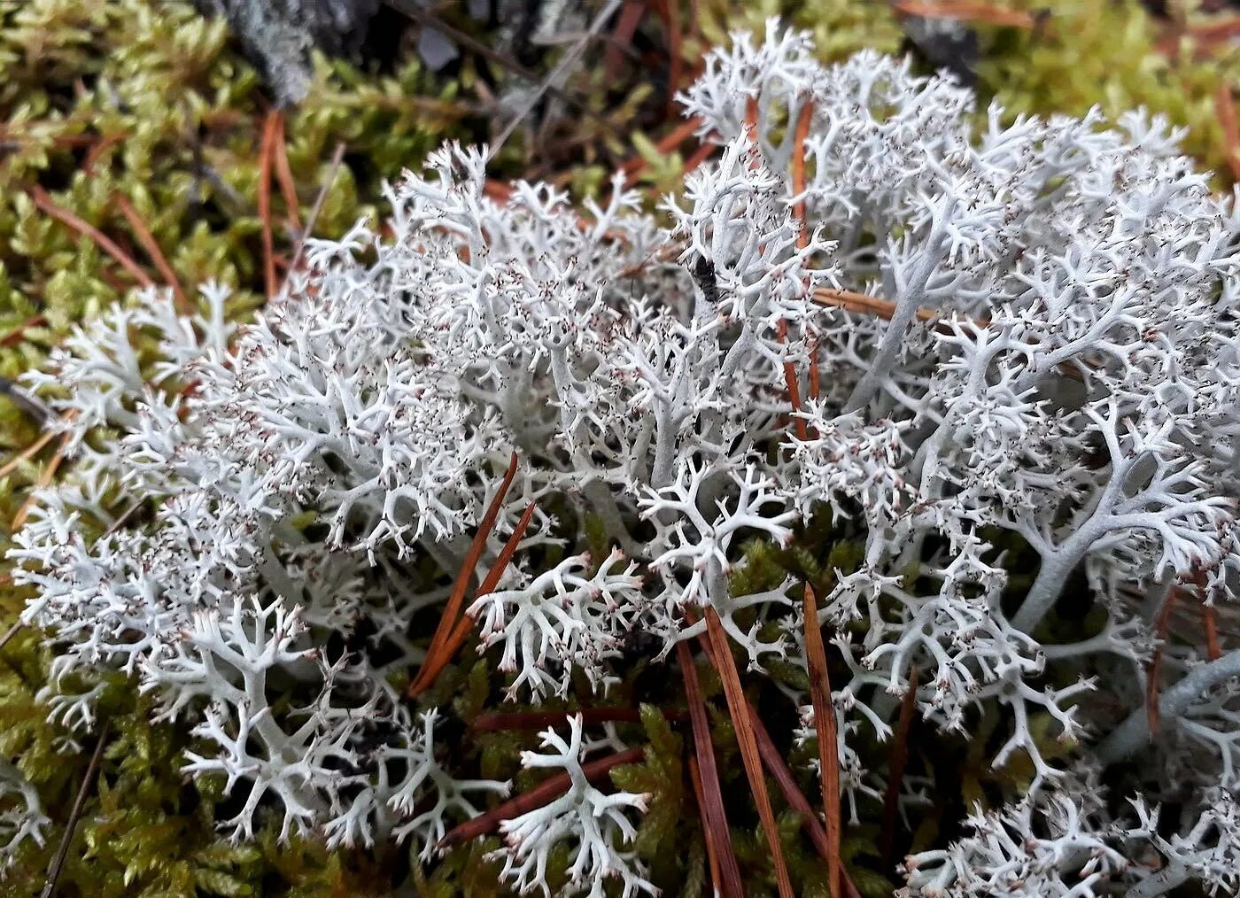 Цветы лишайник. Кладония Оленья Cladonia rangiferina. Ягель Олений мох. Кладония ягель. Олений лишайник (кладония)..