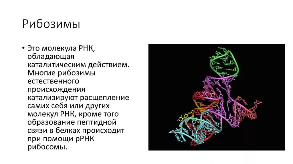 Ферментативная активность РНК. Рибозимы.. Рибозимы строение. Рибозимы биохимия. Синтетические рибозимы.