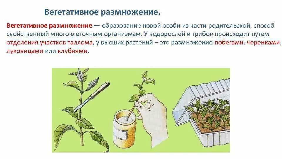 Стеблевой черенок вегетативное размножение. Вегетативное размножение ботаника. Технологии вегетативного размножения растений черенкование. Вегетативное размножение рисунок. Вегетативное размножение встречается