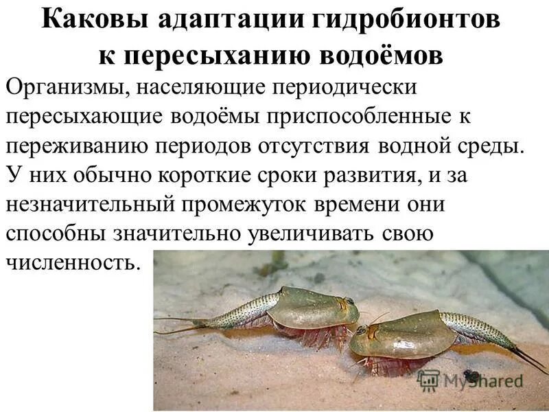 животные приспособление к среде обитания. приспособленность организмов к водной среде. особенности водной среды. адаптация организмов к условиям окружающей среды. адаптация водных организмов.