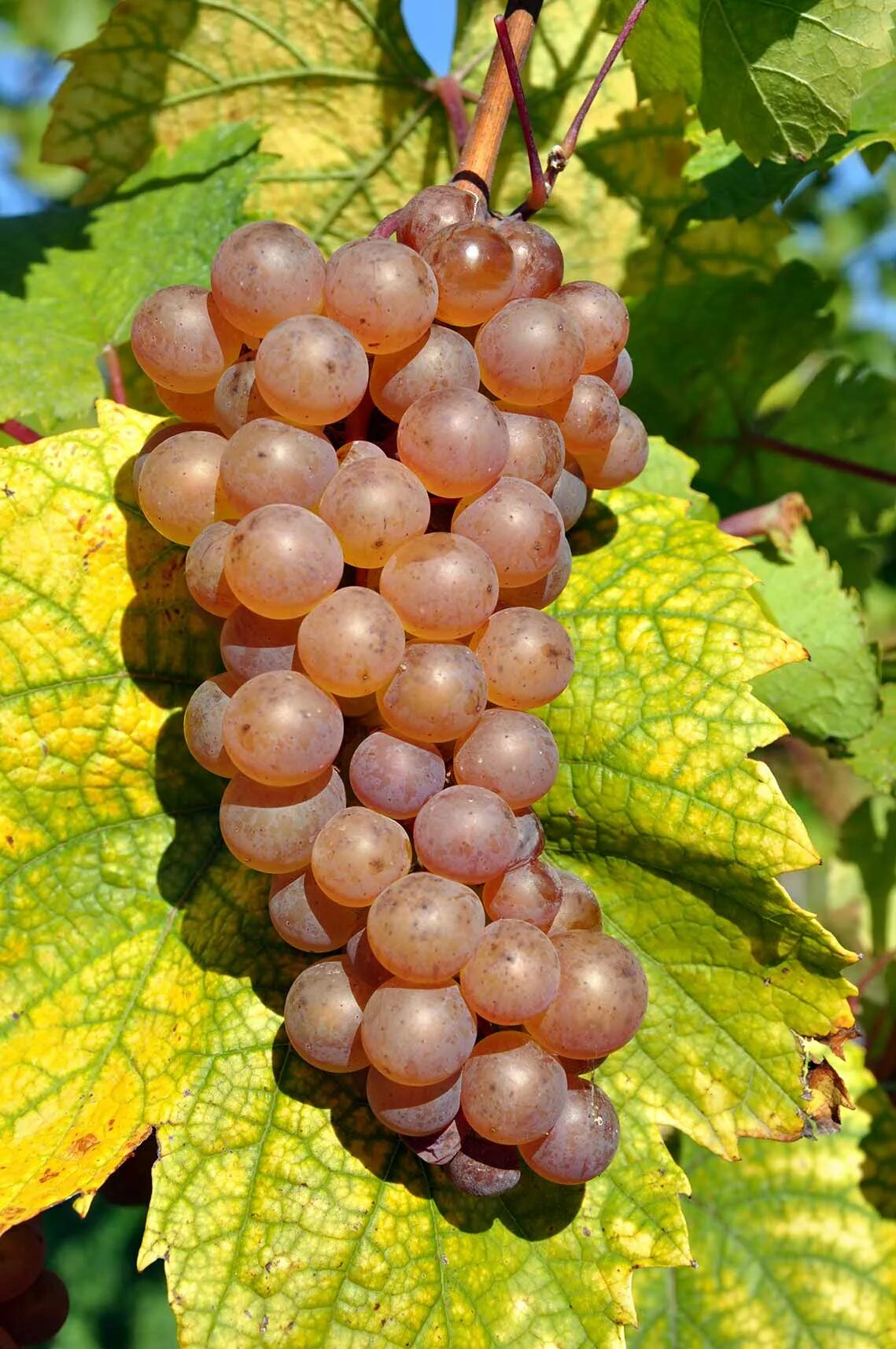 Алиготе виноград. Бурый виноград. Pinot grigio виноград. Коричневый виноград. Красный виноград.