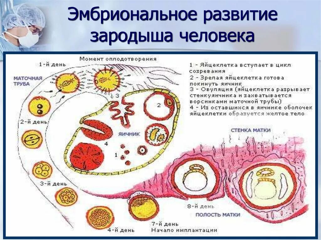 После оплодотворения яйцеклетки и первых делений. Этапы развития зародыша человека. Эмбриональное развитие. Эмбриональное развитие человека. Процесс развития эмбриона человека.