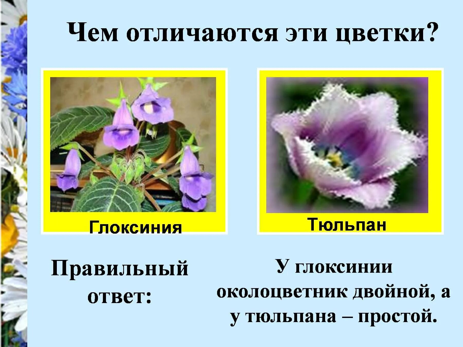 Двойной околоцветник у тюльпана. Чем отличаются эти цветки. Строение цветка глоксинии. Тычинки и пестики у глоксинии.