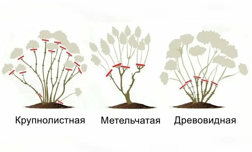 Надо ли обрезать гортензию на зиму