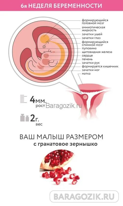 Размер плода на 6 неделе беременности. Эмбрион на 6 акушерской неделе. Эмбрион на 6 неделе беременности акушерской. Как выглядит беременна 6 недели.