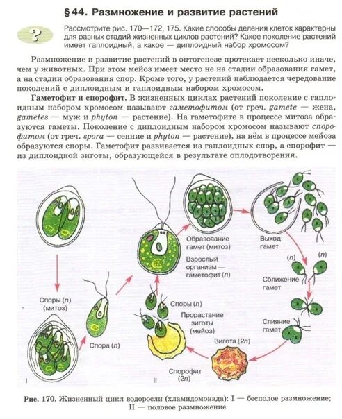 Размножение водоросли биология. Цикл развития хламидомонады рисунок. Размножение хламидомонады схема. Жизненный цикл хламидомонады ЕГЭ. Жизненный цикл зеленых водорослей хламидомонады.