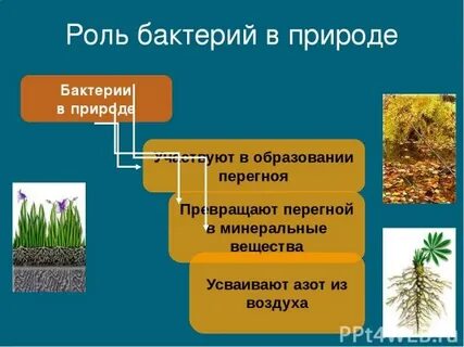 Основная роль бактерий в природе разрушители органического