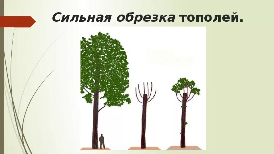 Омолаживающая обрезка тополей. Корневая система тополя пирамидального схема. Правильная обрезка тополей. Схема обрезки тополей. Тополь множественное