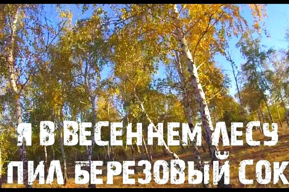 Сок березовый с горечью на губах. В весеннем лесу пил березовый сок. Я В весеннем лесу. Пил берёзовый сок. Стихи я в весеннем лесу пил березовый сок.