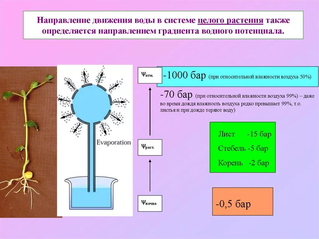 Механизмы верхнего концевого двигателя воды по растению. Движение воды по растению. Механизмы передвижения воды по растению. Перемещение воды по растению. Лабораторная работа по биологии передвижение воды