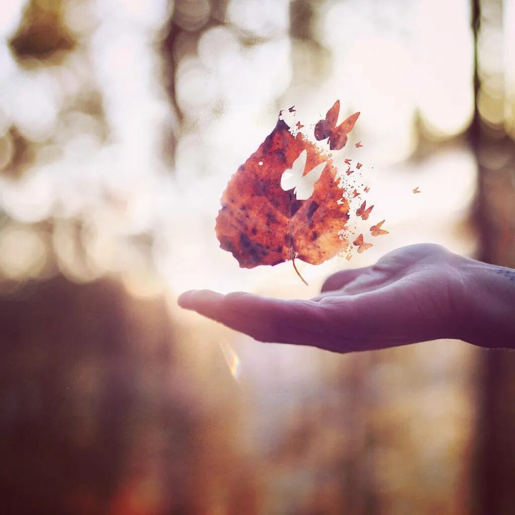Утро ладонь. Осеннее Вдохновение. Осень Вдохновение. Осенние листья в руках. Осеннее настроение.