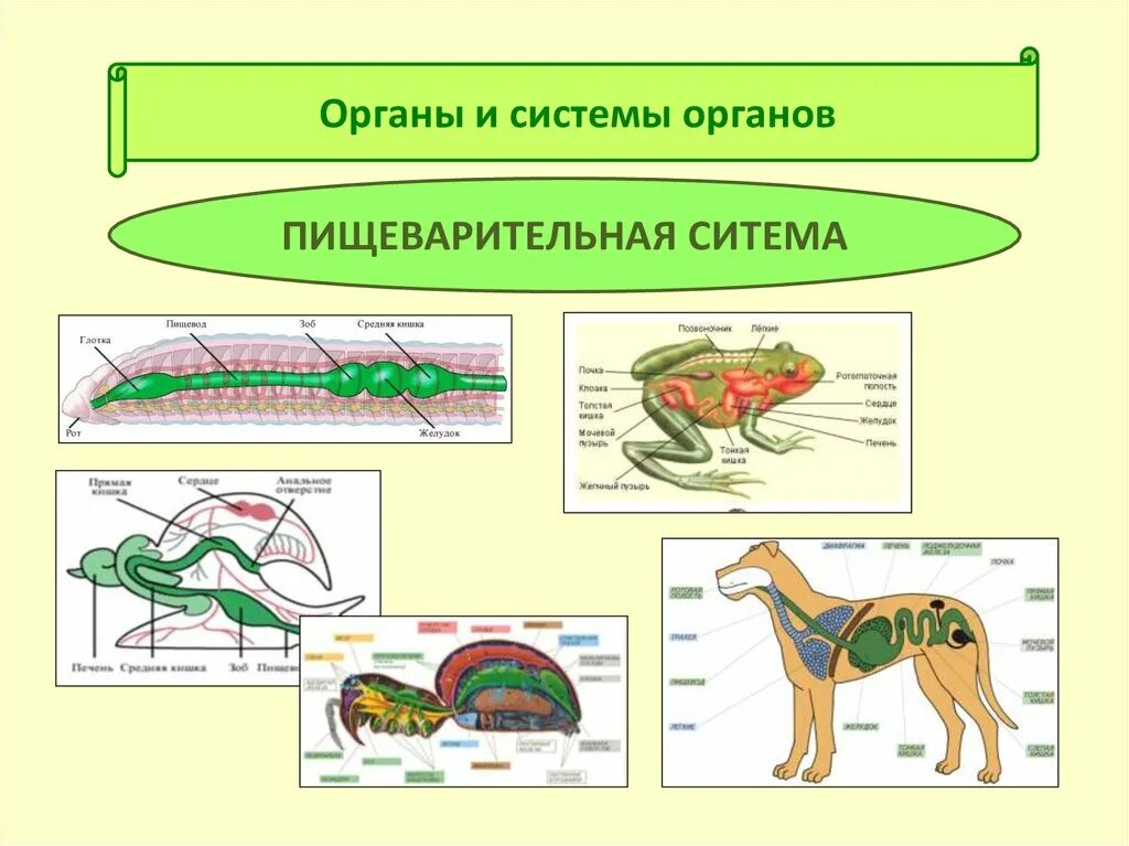 Строение и жизнедеятельность органов и систем органов. Системы органов. Система органов животного. Строение систем органов животных. Системы органов животных схема.