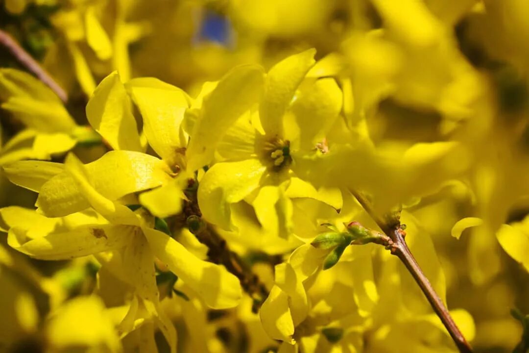 форзиция спектабилис. форзиция интермедиа "ера". форзиция латынь. форзиция, 80-100. форзиция зибольда.