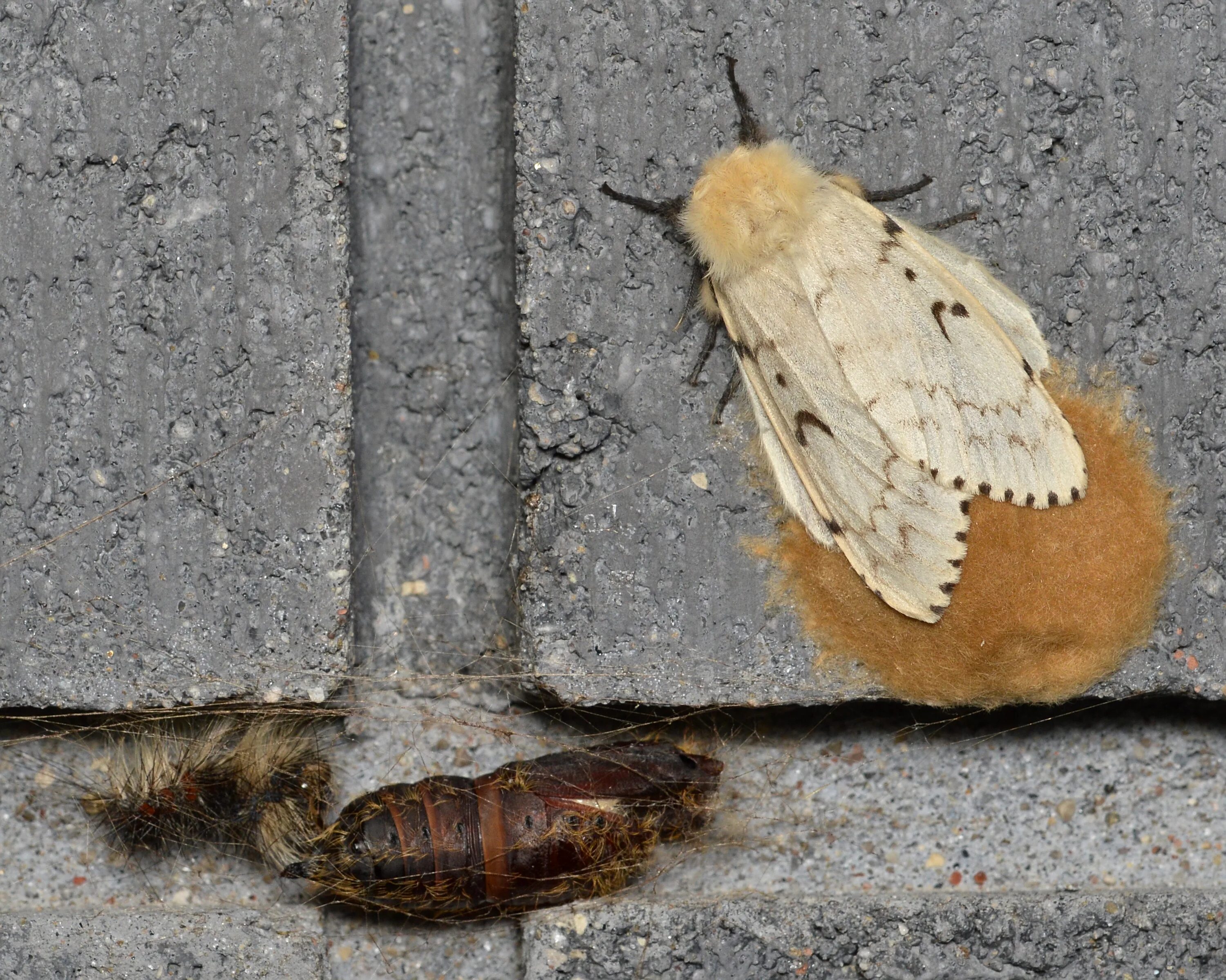 Fleur шелкопряд. Непарный шелкопряд Lymantria dispar. Куколка непарного шелкопряда. Lymantria Moth. Gypsy Moth.