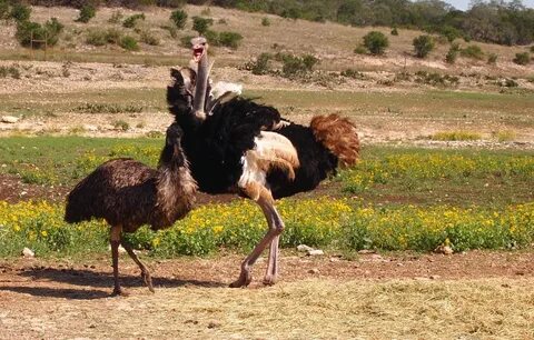 This is an emu