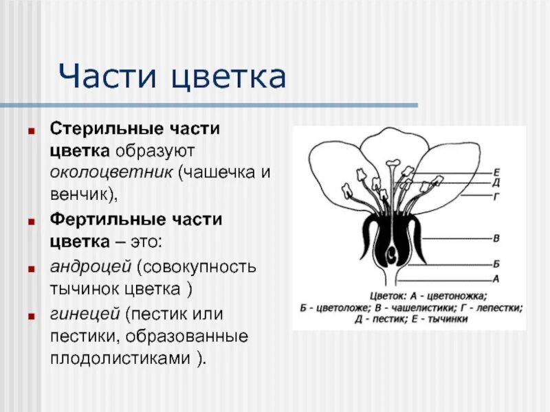 Венчик какая функция