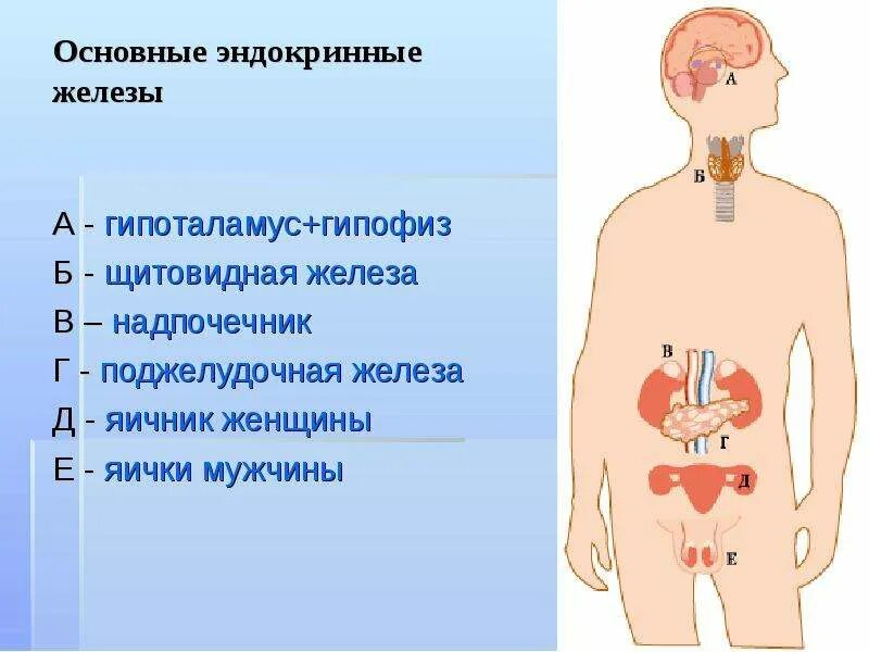 Парной железой является. Основные эндокринные железы. Эндокринные железы человека рисунок. Эндокринное кольцо. Ткань желез внутренней секреции.