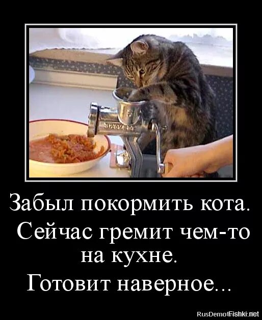 Пришел покормить кота а тут клининг. Покорми кота. накорми кота прикол. забыл покормить кота. покорми кота юмор.
