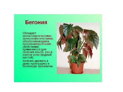 Бегония что означает