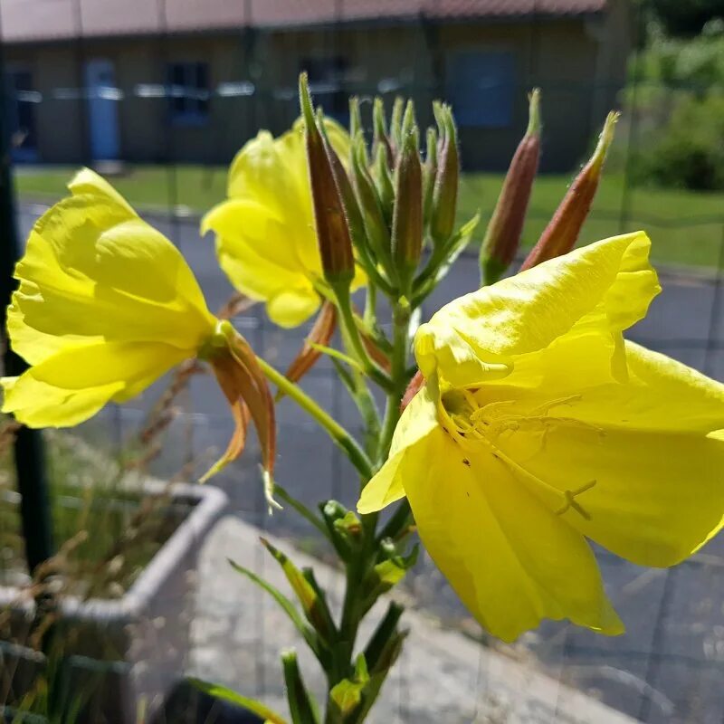 Энотера. Ослинника Oenothera lamarckiana. Энотера кустарниковая многолетняя. Энотера белая многолетняя. Энотера кустарниковая многолетняя купить