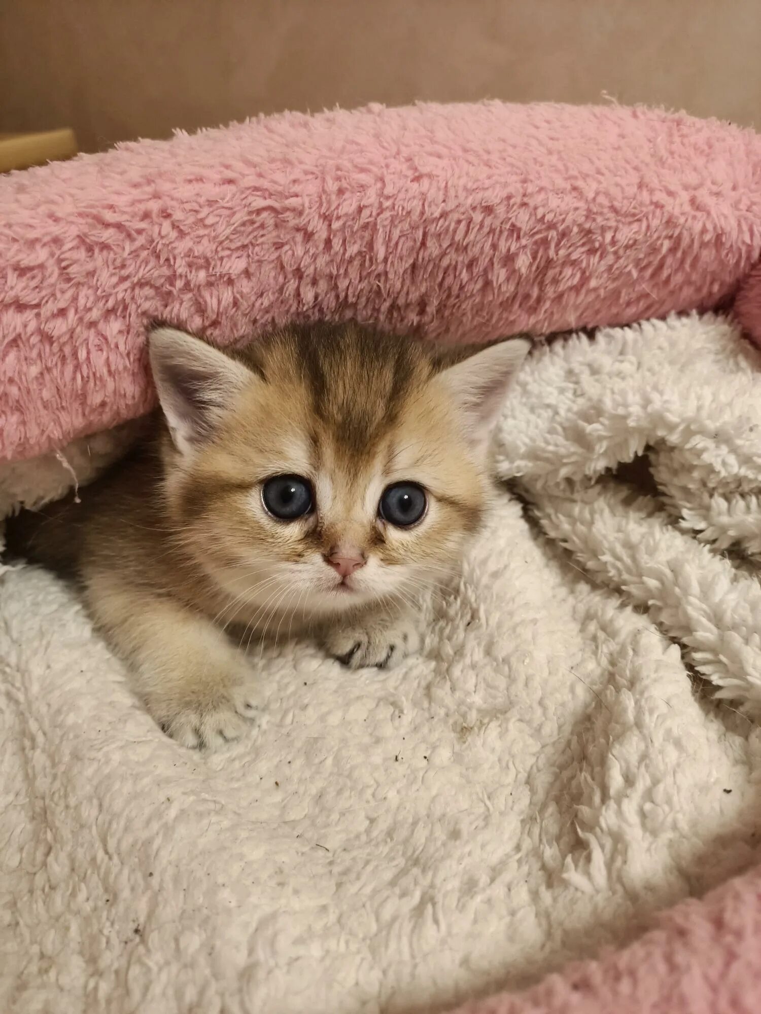 Котенок шиншилла купить в москве. Шиншилла кошка. Золотая шиншилла кот. Золотая шиншилла котята. Британская шиншилла котята.