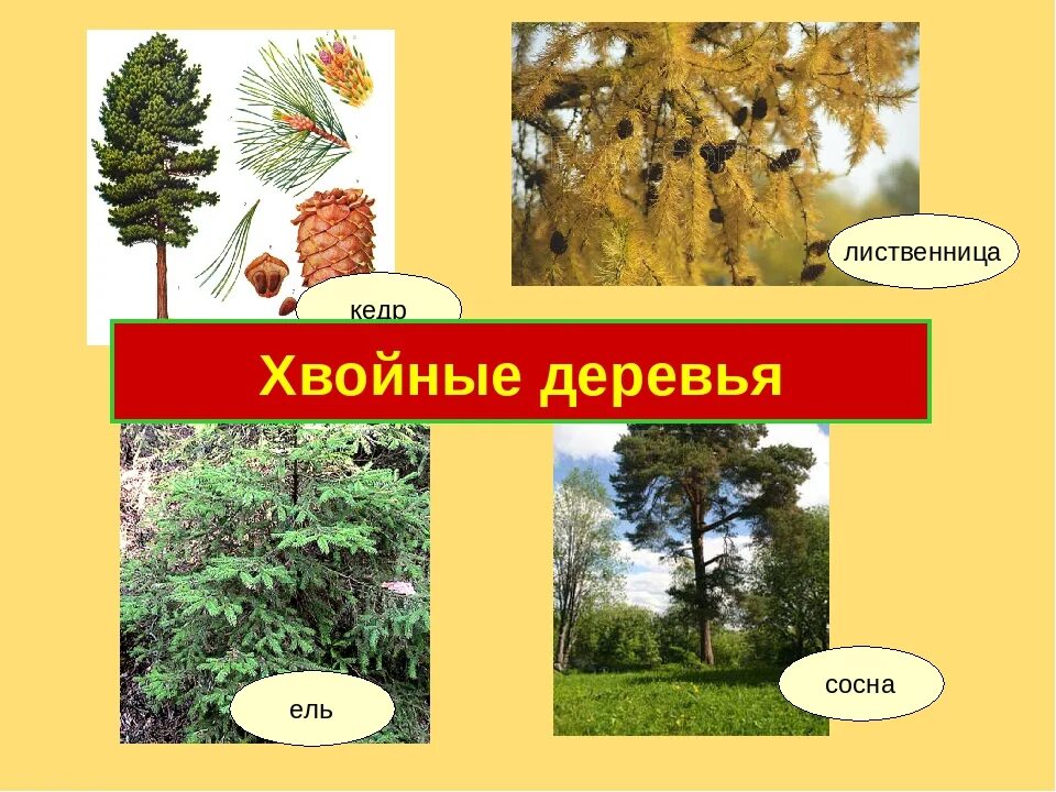 Число хвойных 23 2