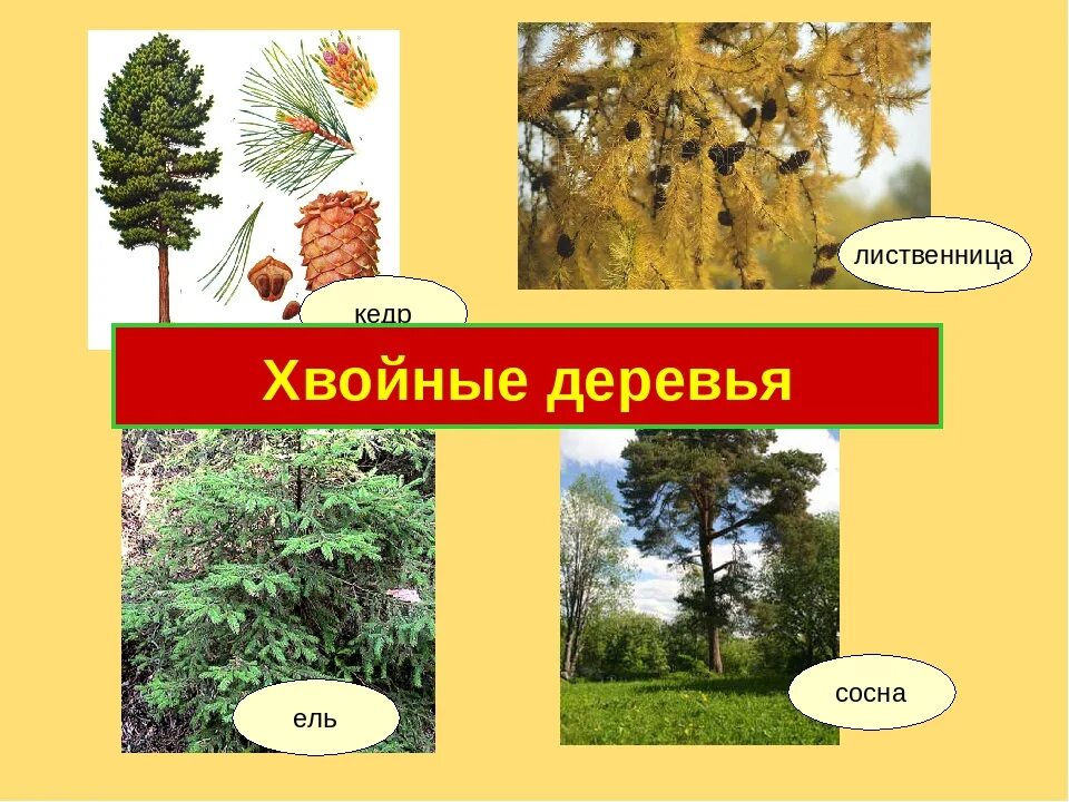 Какое число хвойных. Кедр хвойное или лиственное. Ель хвойное или лиственное дерево. Кедр дерево хвойное или лиственное кедр. Лиственница это хвойное или лиственное дерево.