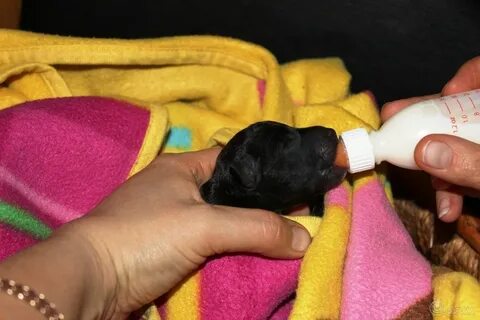 Как часто кормить новорожденного щенка