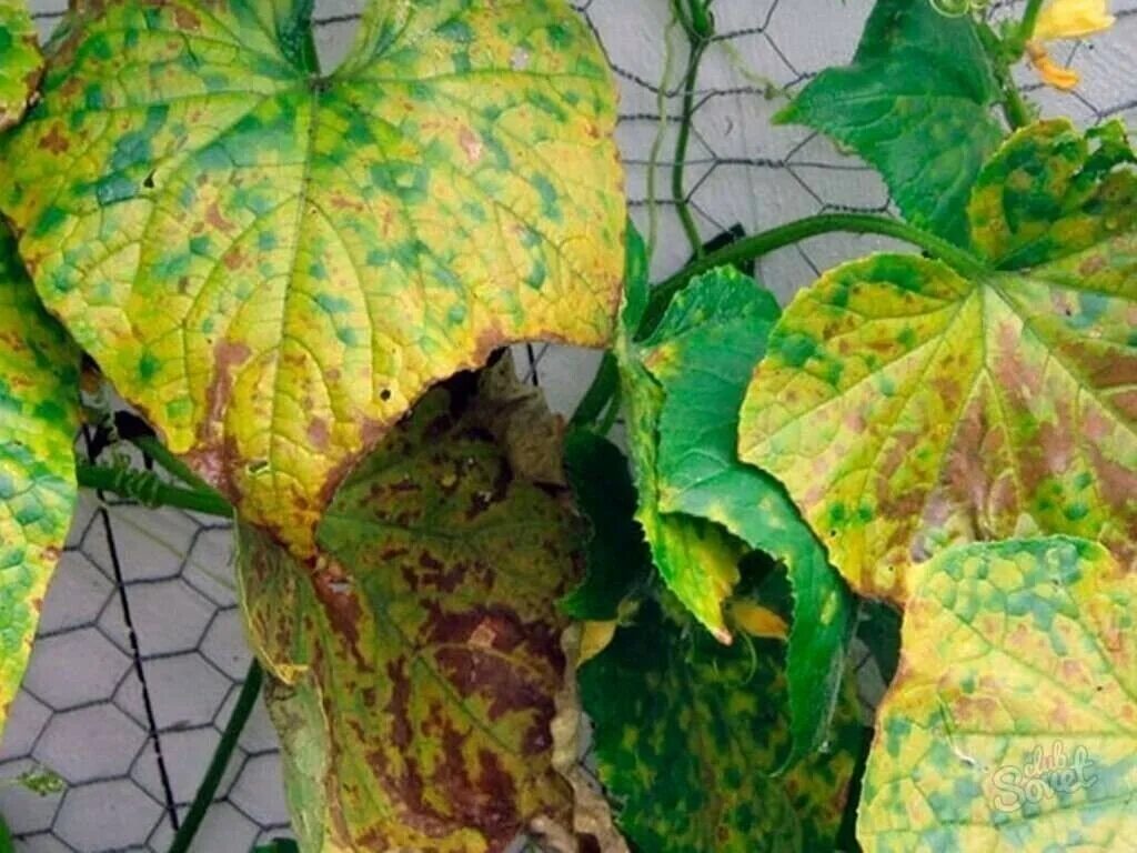 Почему желтеют края листьев огурца. Огурцы желтеют листья. Желтеют листики у огурцов. Пожелтение листа у огурца. Мраморность листьев у огурцов.