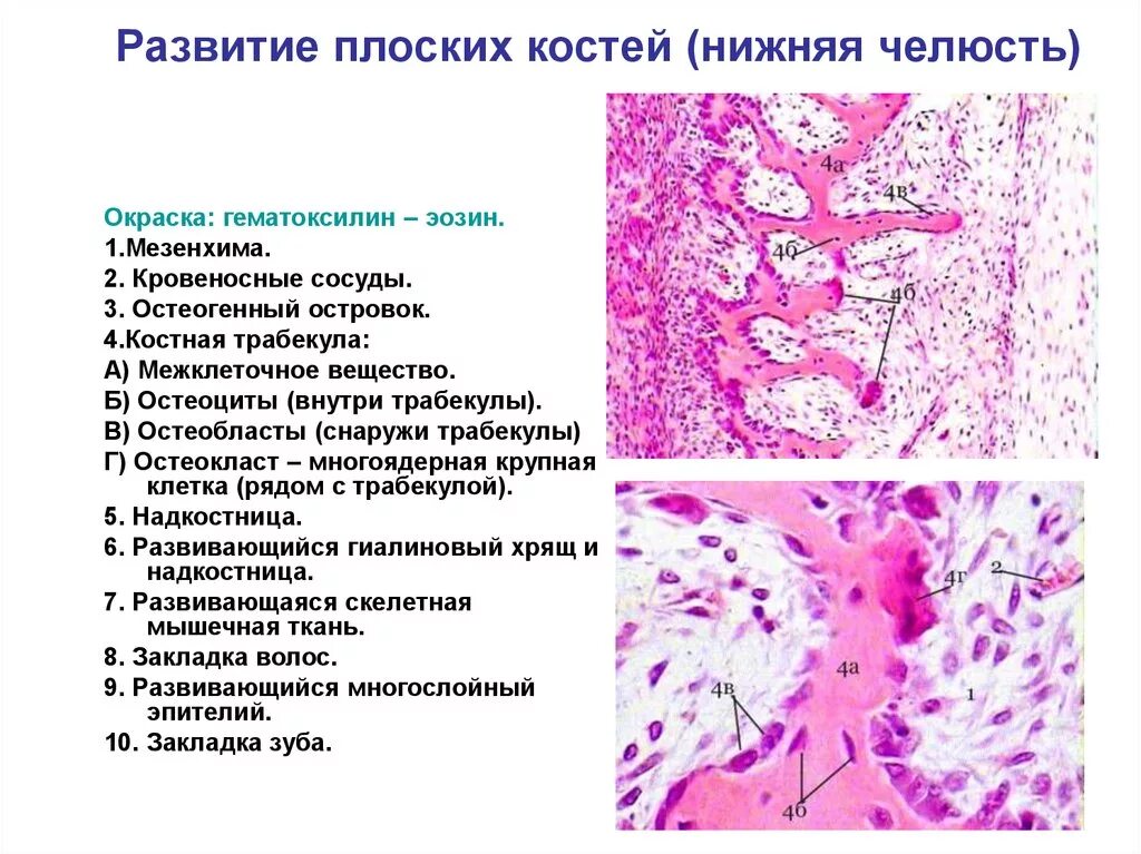 Гистология ростов на дону. Развитие кости из соединительной ткани гистология. развитие кости из соединительной ткани препарат. развитие кости из соединительной ткани (мезенхимы). образование костной ткани гистология.