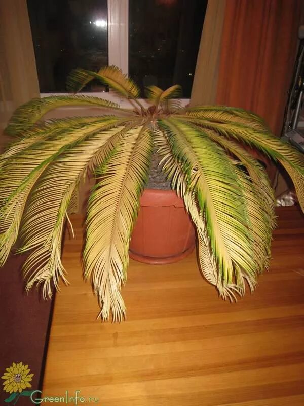Цикас почему желтеют листья. Цикас почему желтеют листья. Коричневый налет на цикасе. Пальма цикас желтеют листья. Пальма цикас.
