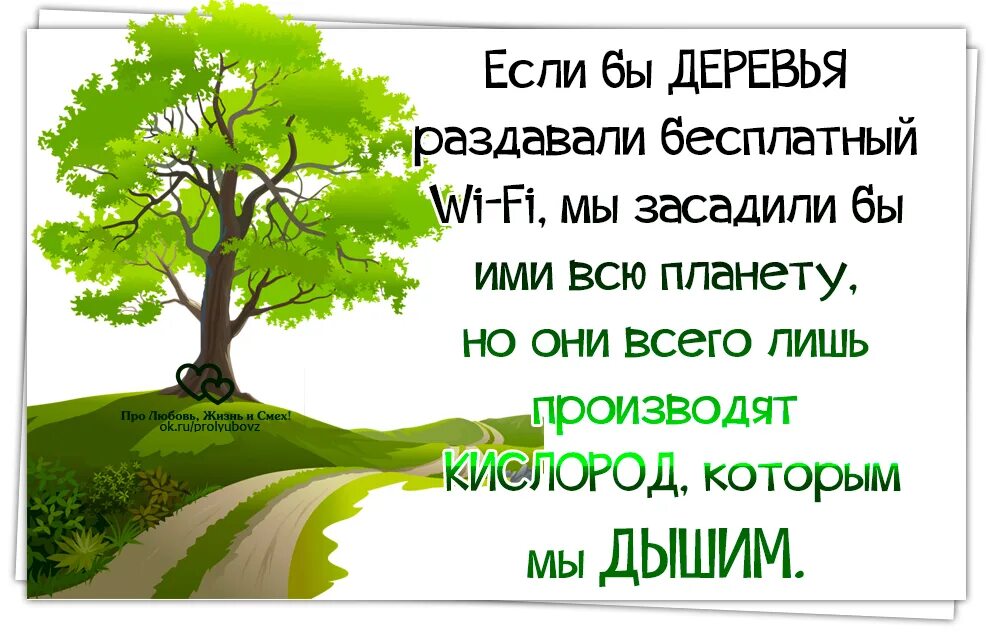 Не будите деревья. Не будите деревья. Дерево с лицом. Ясень пенсильванский дерево. Деревья в измайловском парке.
