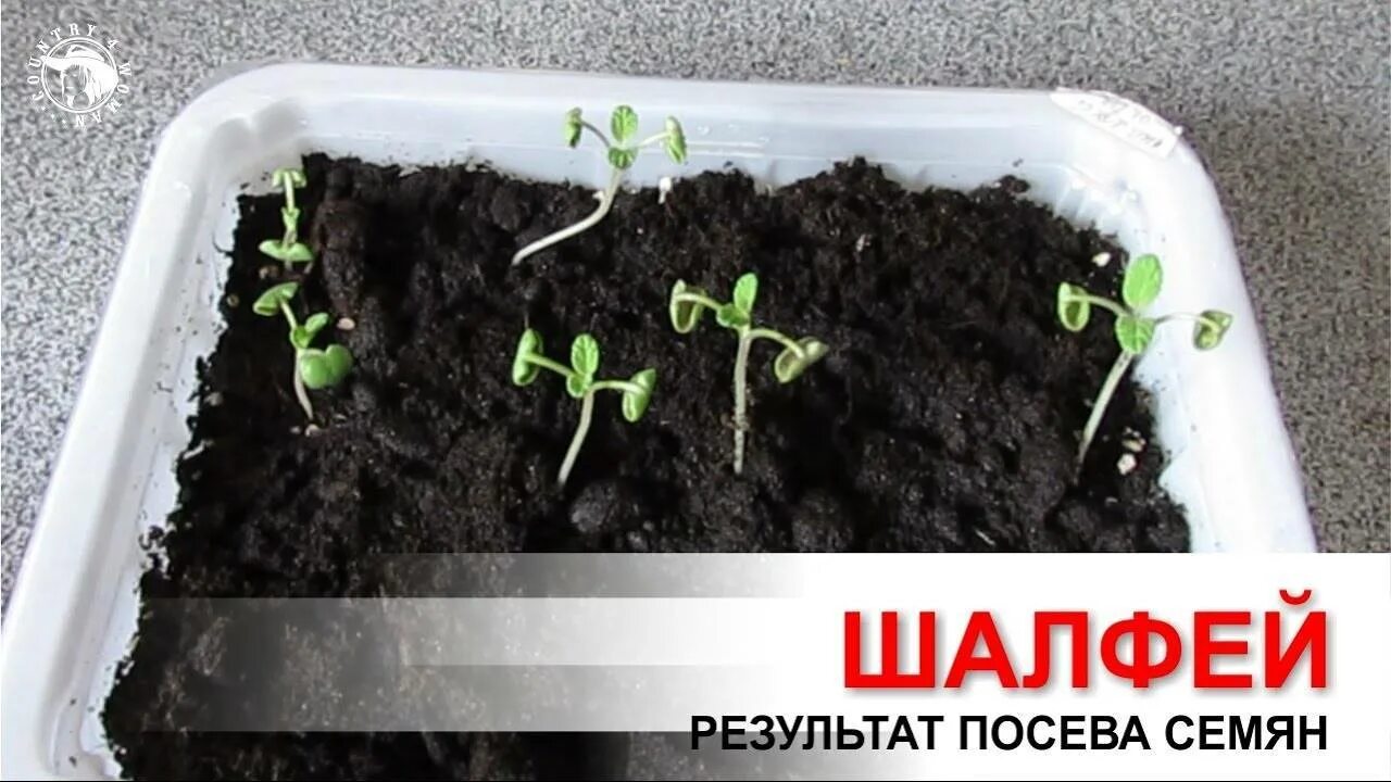 Всходы шалфея. Сальвия в горшке. Сальвия рассада. Семена сальвии шалфея. Шалфей зимостойкость.