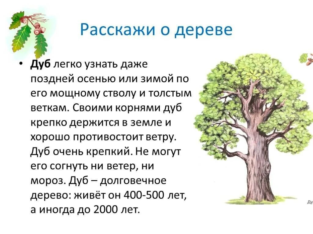 Текст про дуб. Информация о дереве дуб. Краткая информация про дуб. Рассказ дуб и ветер. Дуб легко узнать.