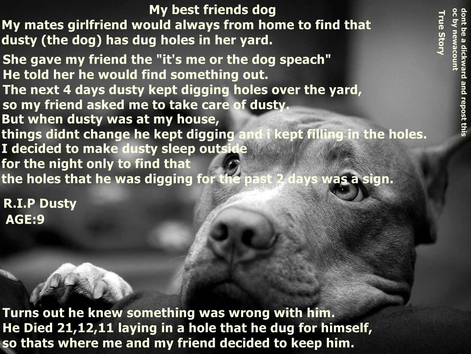 My pet dog has a. My Dog died. Rip Dog. Missing Dog. My Dog poem.