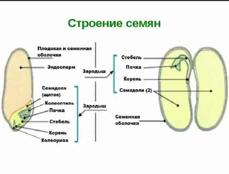 Строение семени покрытосеменных. Строение семени покрытосеменных растений. Биология строение семян однодольных. Строение зародыша семени у однодольных и двудольных растений. Строение семени двудольных с эндоспермом.