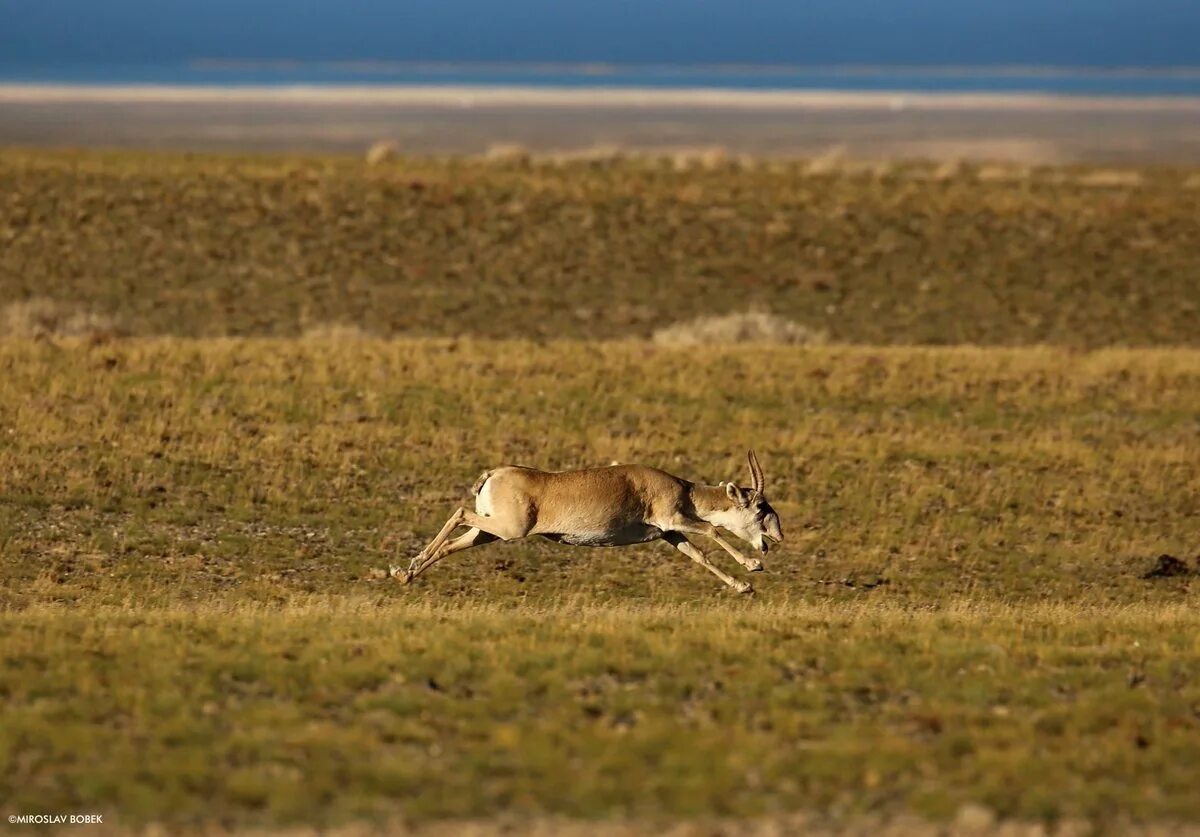 враги сайгака. сайга антилопа. сайга (сайгак). сайгаки в калмыкии с девушкой в калмыцком костюме. степной волк калмыкия.