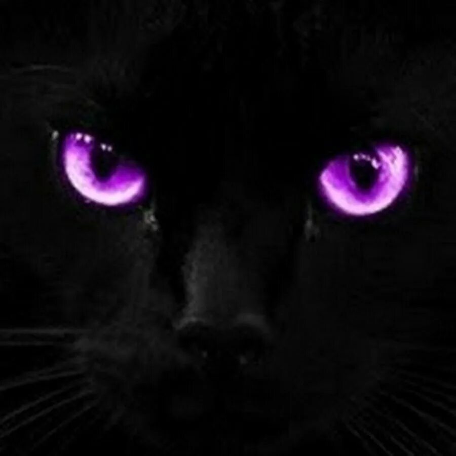 Черно фиолетовая кошка