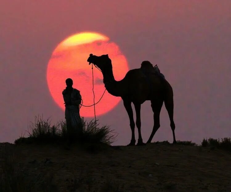 Верблюд на закате. Верблюд в пустыне. Верблюды и Луна в пустыне. Верблюды ночью. Караван ночью на глазах