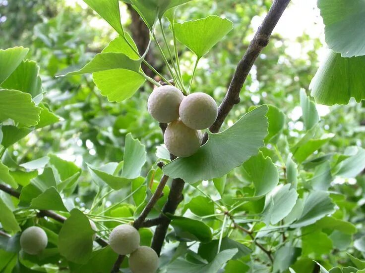 Как вырастить гинкго билоба. Гинкго двулопастный. гинкго билоба &quot;ginkgo biloba&quot;. растение гинкго двулопастный. гинкго дерево.