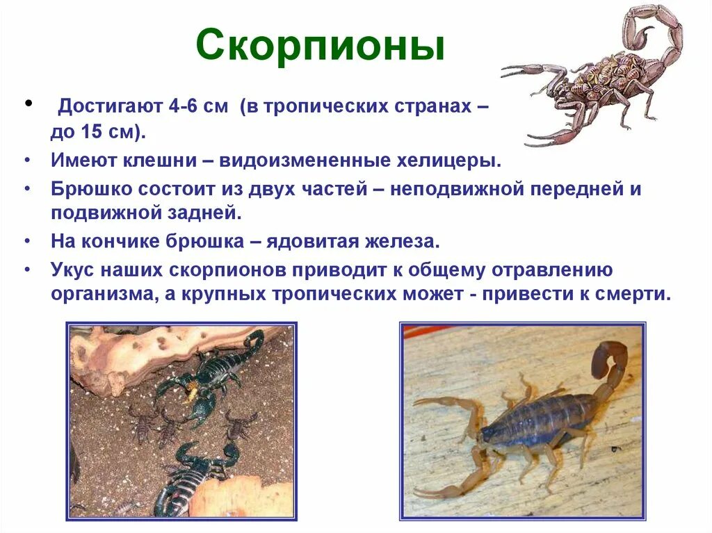 Скорпион краткое описание. Скорпион презентация. Доклад про скорпиона. Скорпион доклад 4 класс.