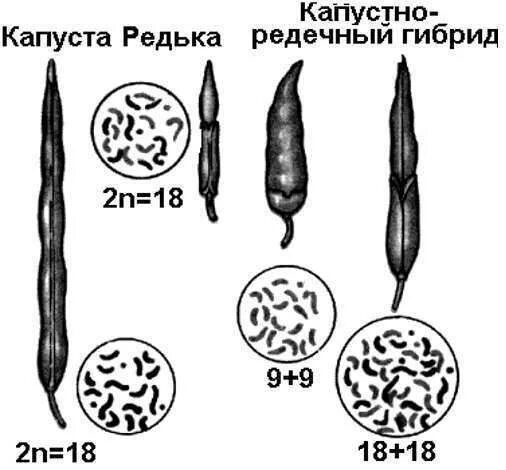 Карпеченко капустно редечный гибрид. Капустно-редечный гибрид Карпеченко. Карпеченко гибрид редьки и капусты. Капустноредичный гибрид. Капустная реечный гибрид.