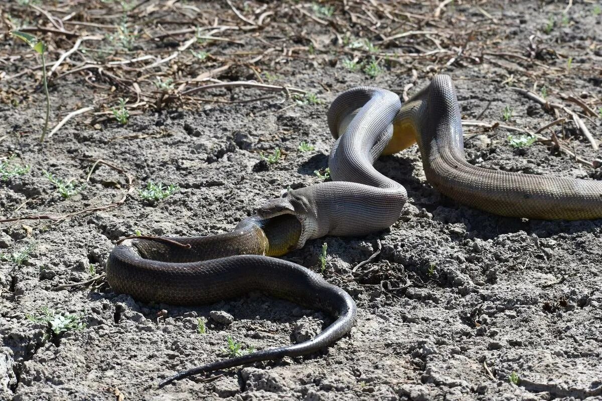 Snakes are dangerous. Огромные змеи.